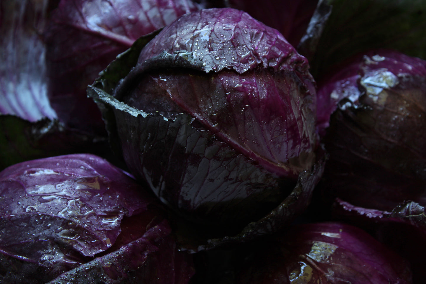 Purple cabbage background