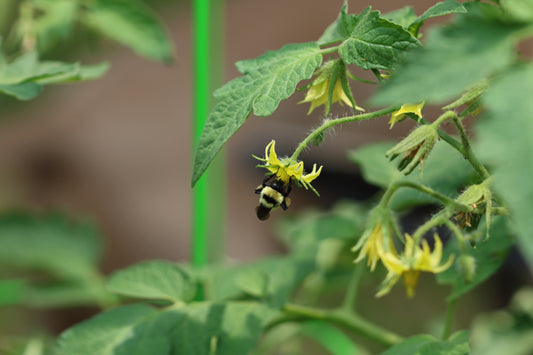 Tomato plant pollination