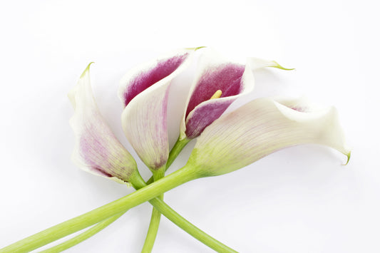Calla lily bunch