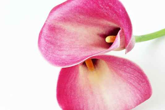 Calla