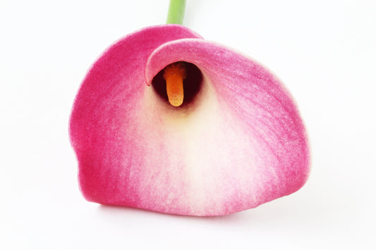 Calla