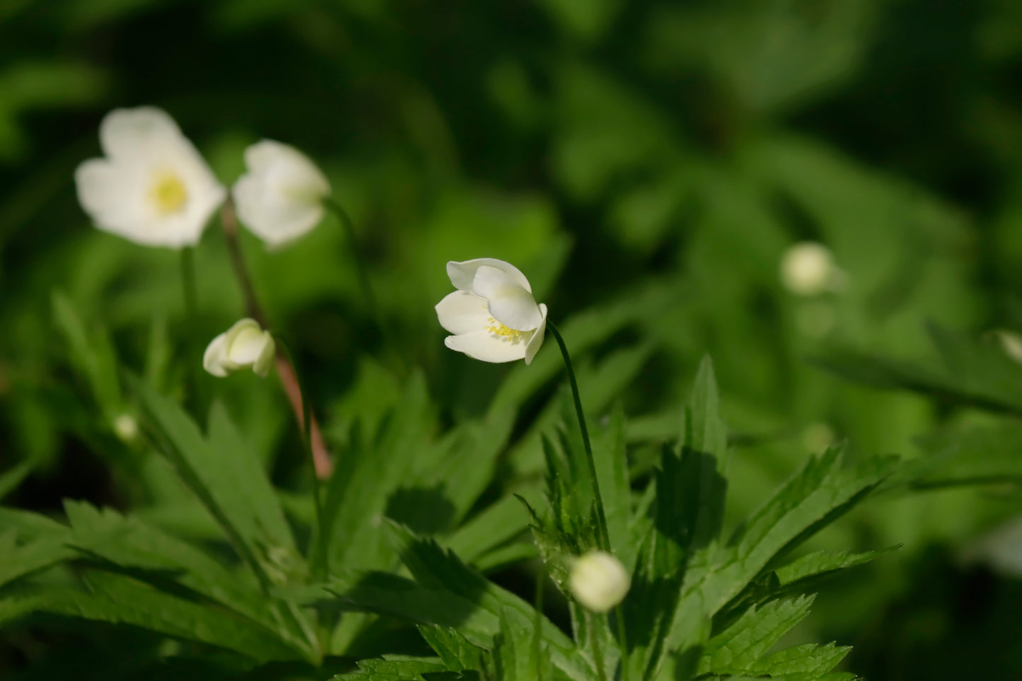 Canada Anemone