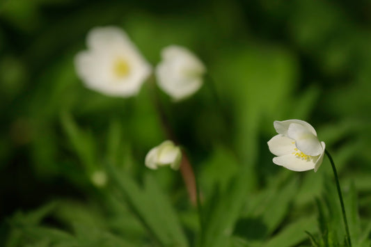 Canada Anemone