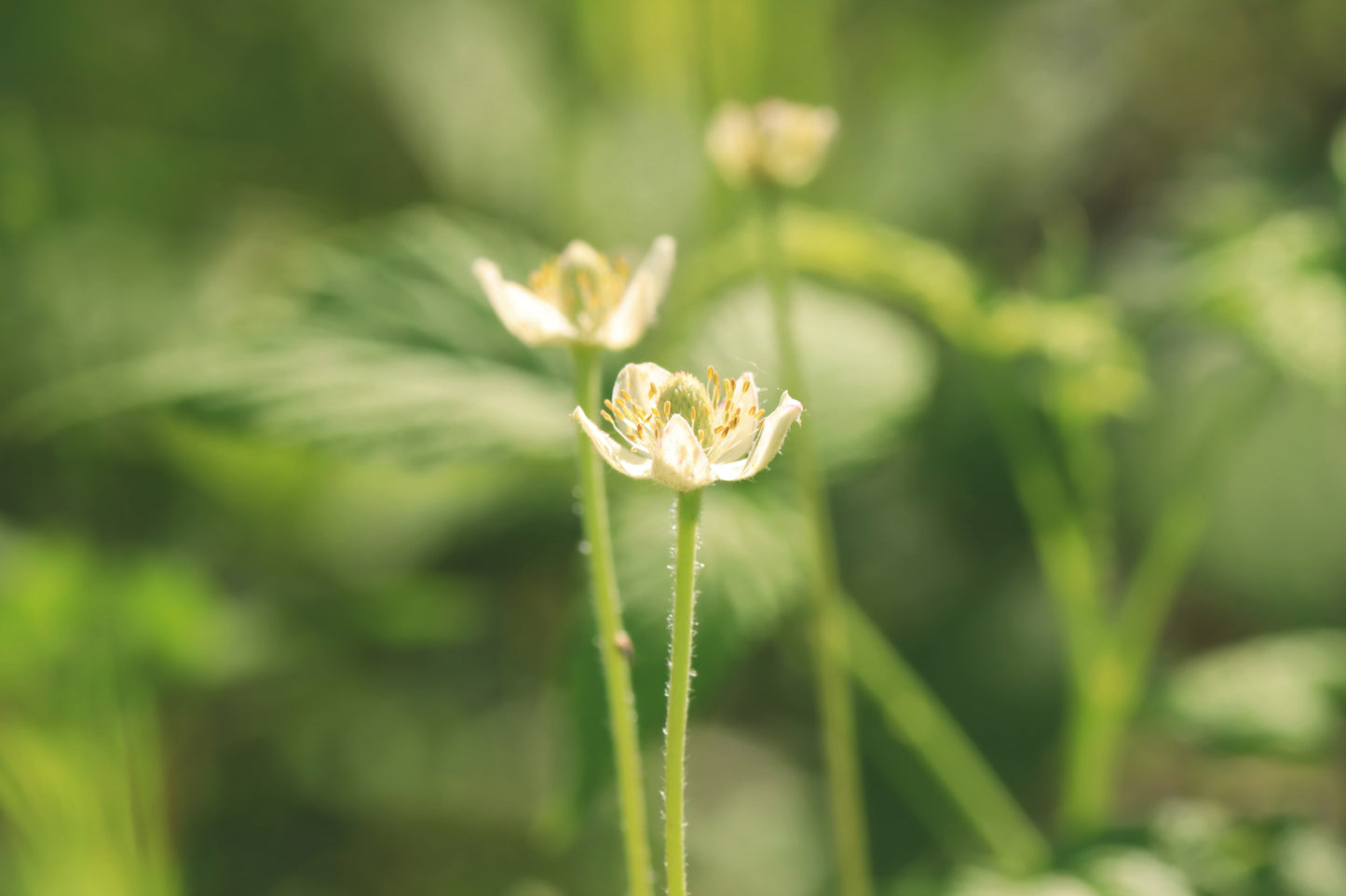 Tall thimbleweed