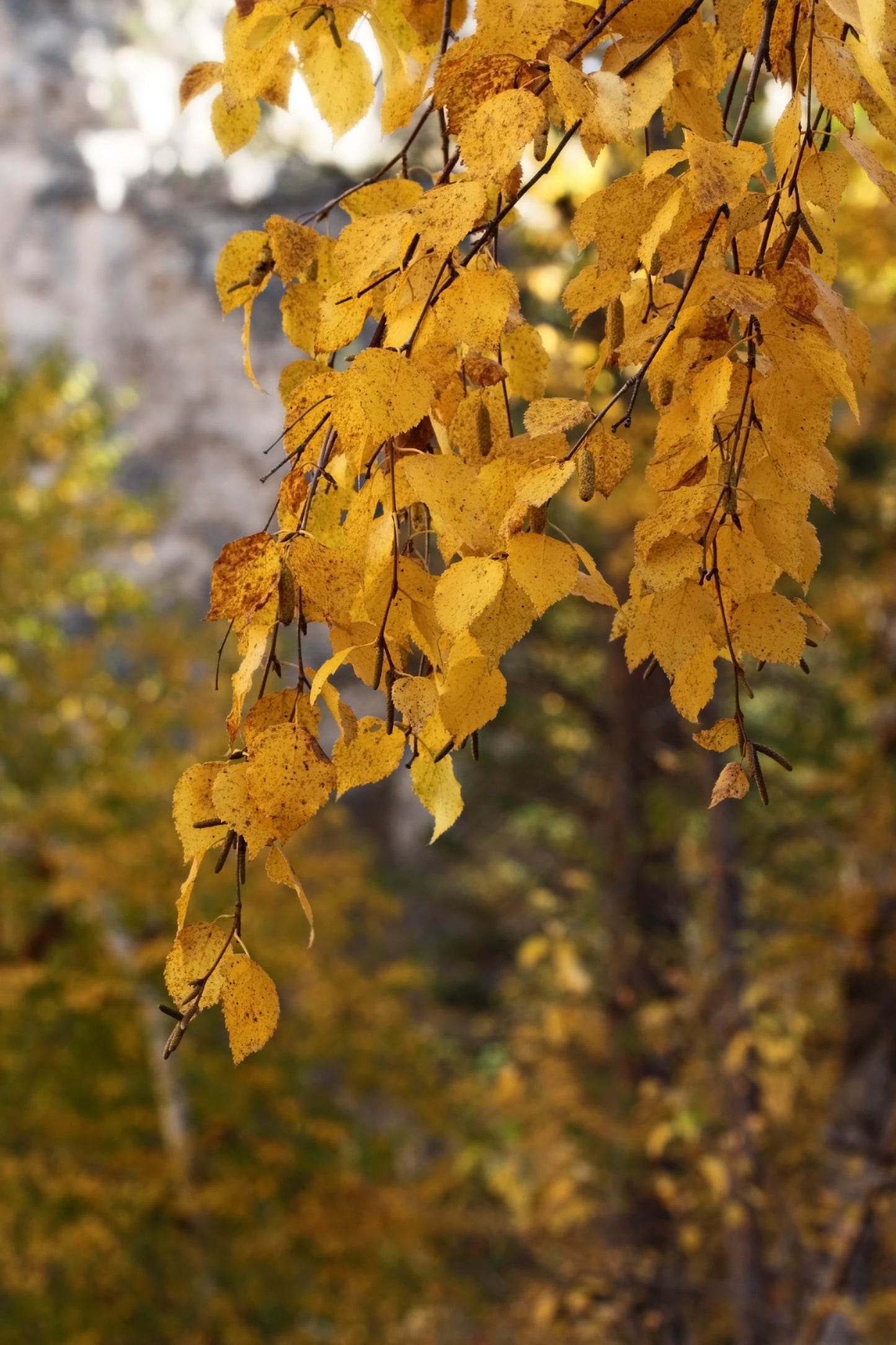 Paper birch in autumn