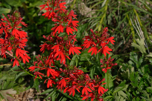 Cardinal flowers