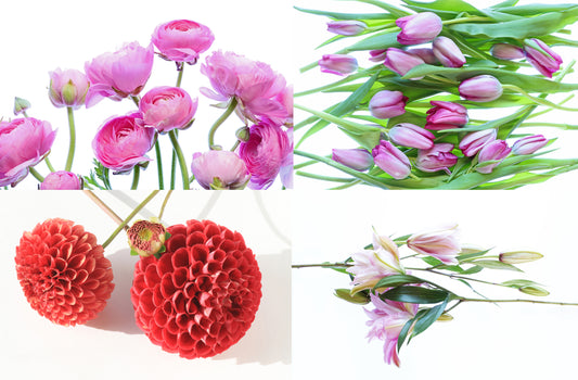 Greeting Cards Set A