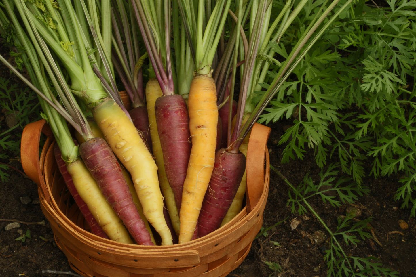 Carrot harvest