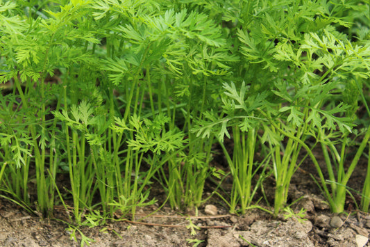 Carrot plants