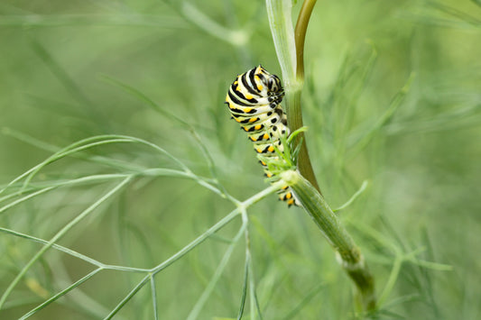 Eastern Black Swallowtail caterpillar