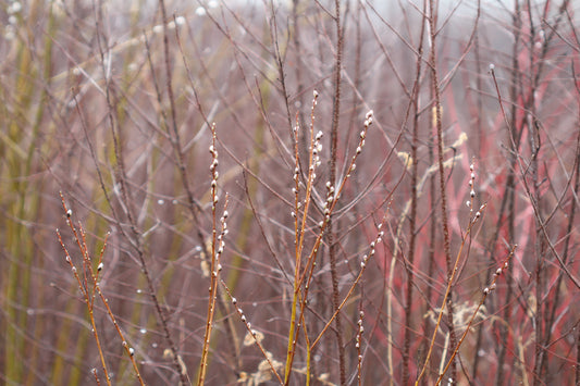 Spring catkins