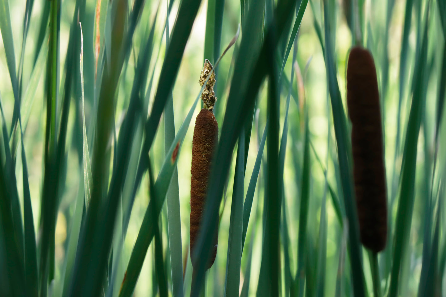 Broad-leaved cattail