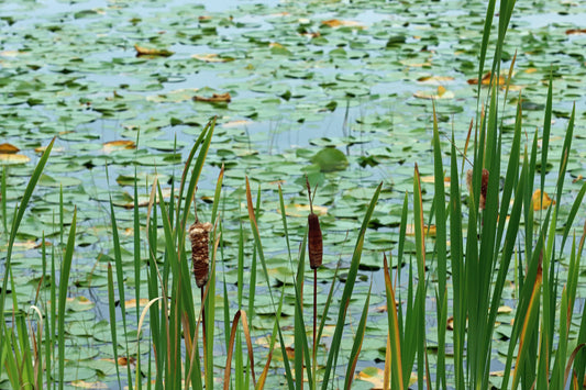 Cattails