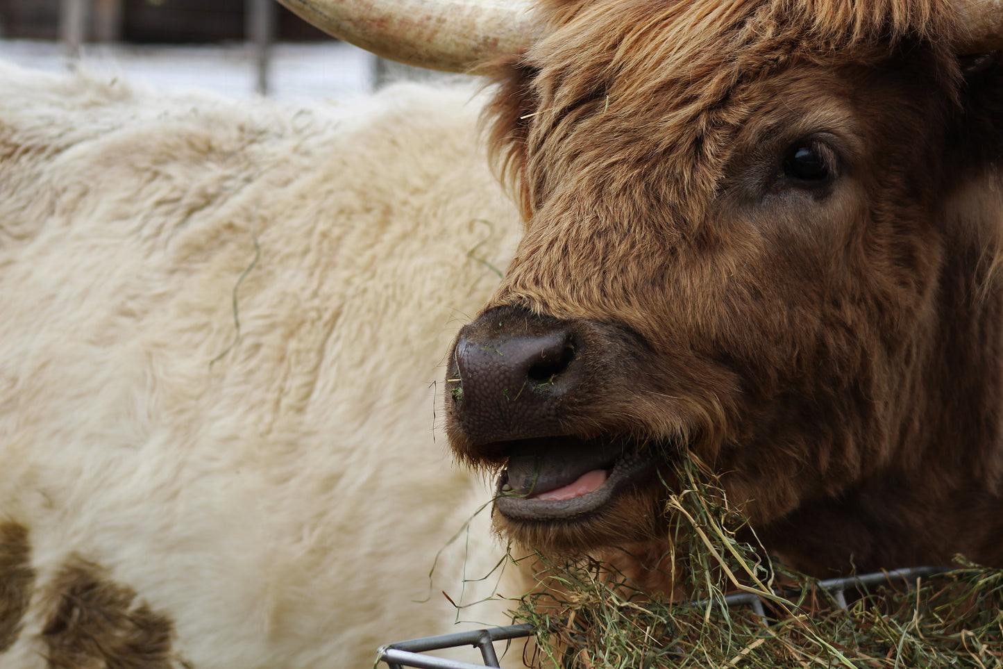 Cattle feeding