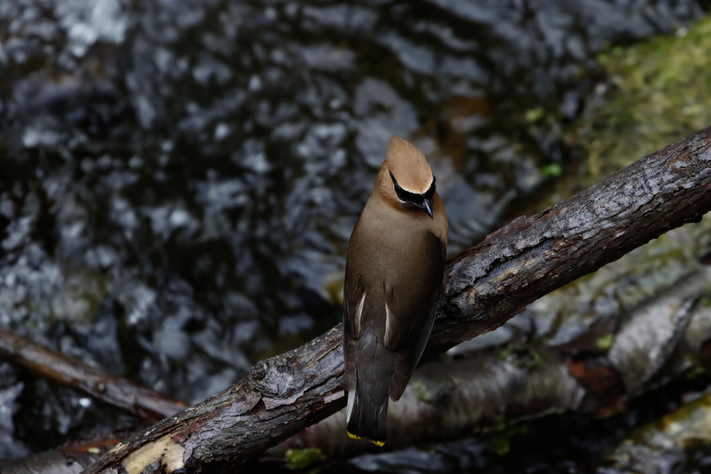 Cedar waxwing