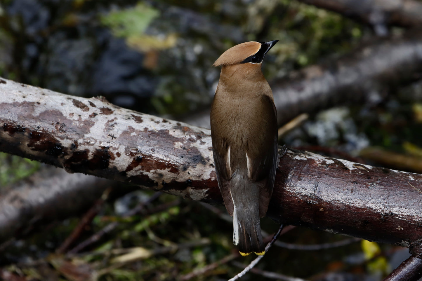 Cedar waxwing