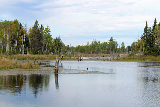 Chequamegon–Nicolet National Forest