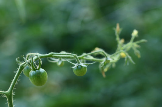 Cherry tomato vine