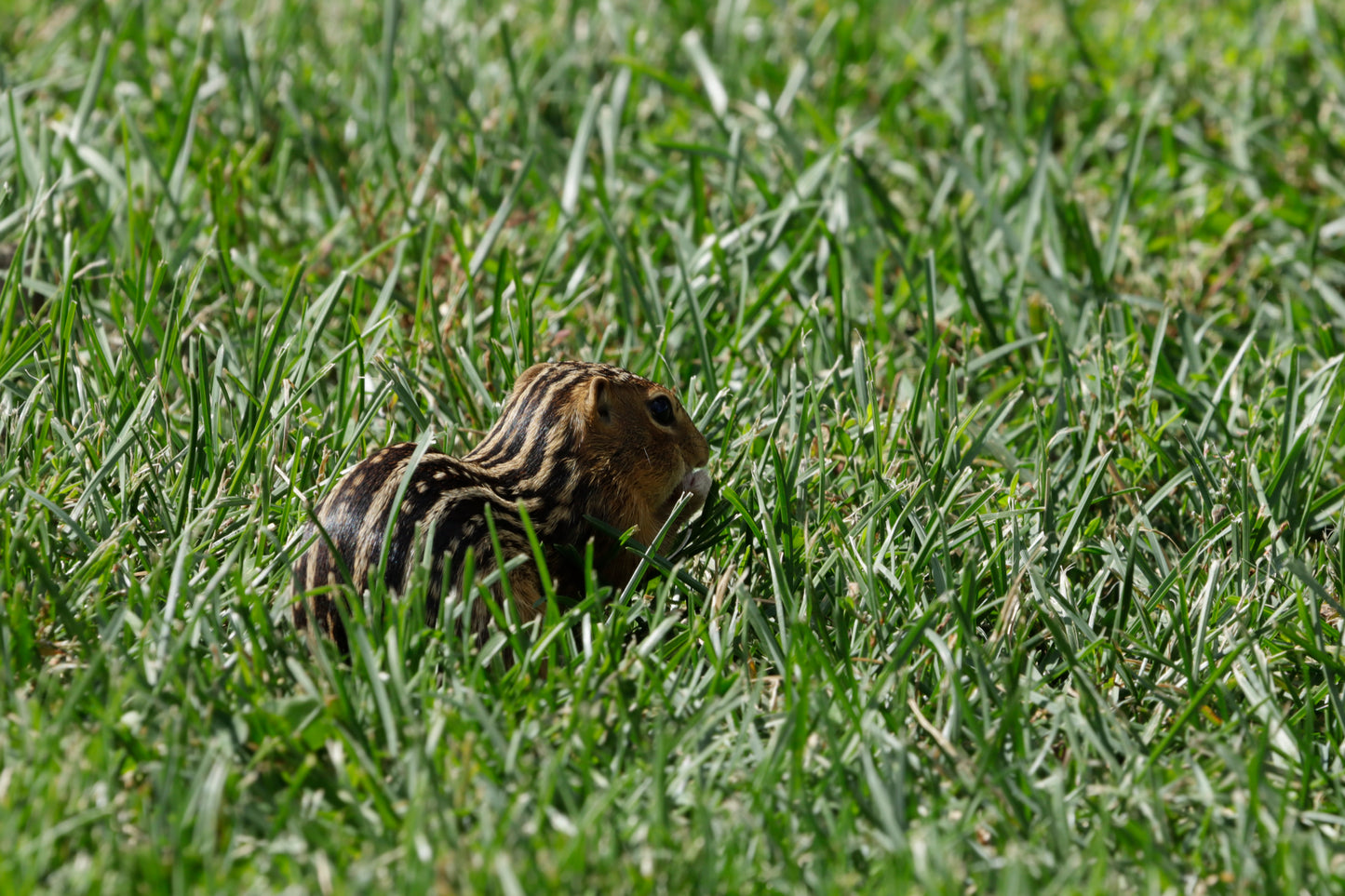 Thirteen-lined ground squirrel