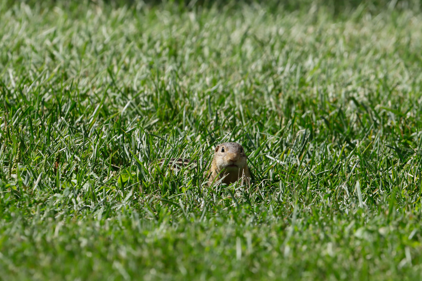 Thirteen-lined Ground Squirrel