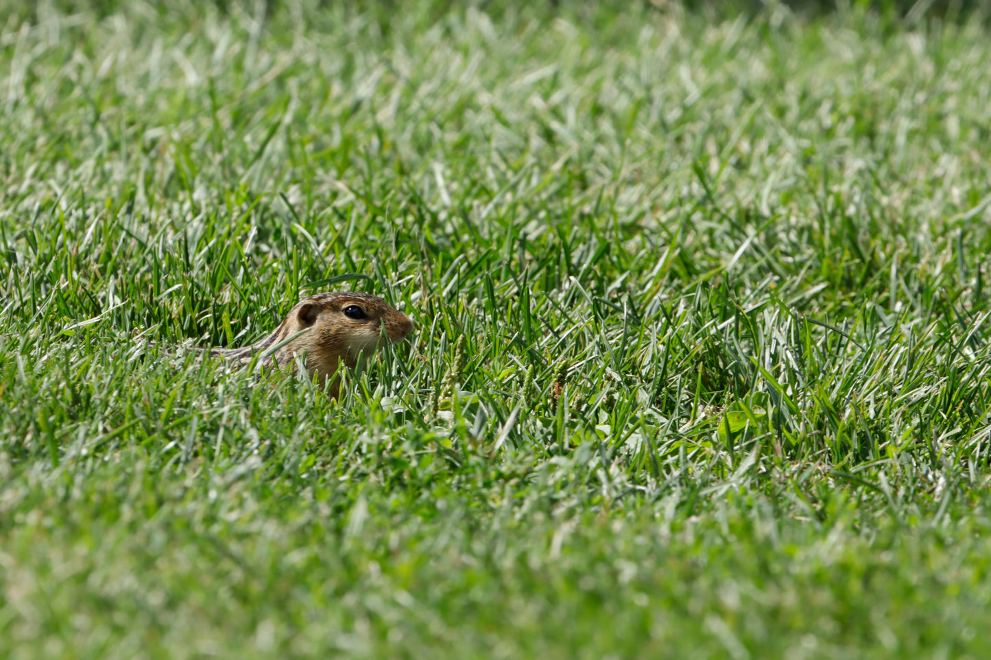 Thirteen-lined ground squirrel