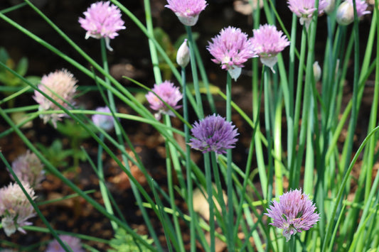 Chives plant