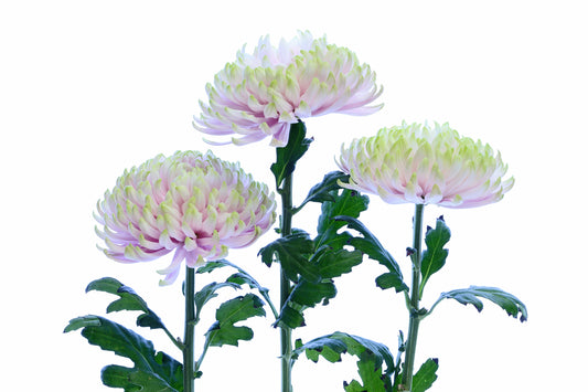 Dreamy chrysanthemums