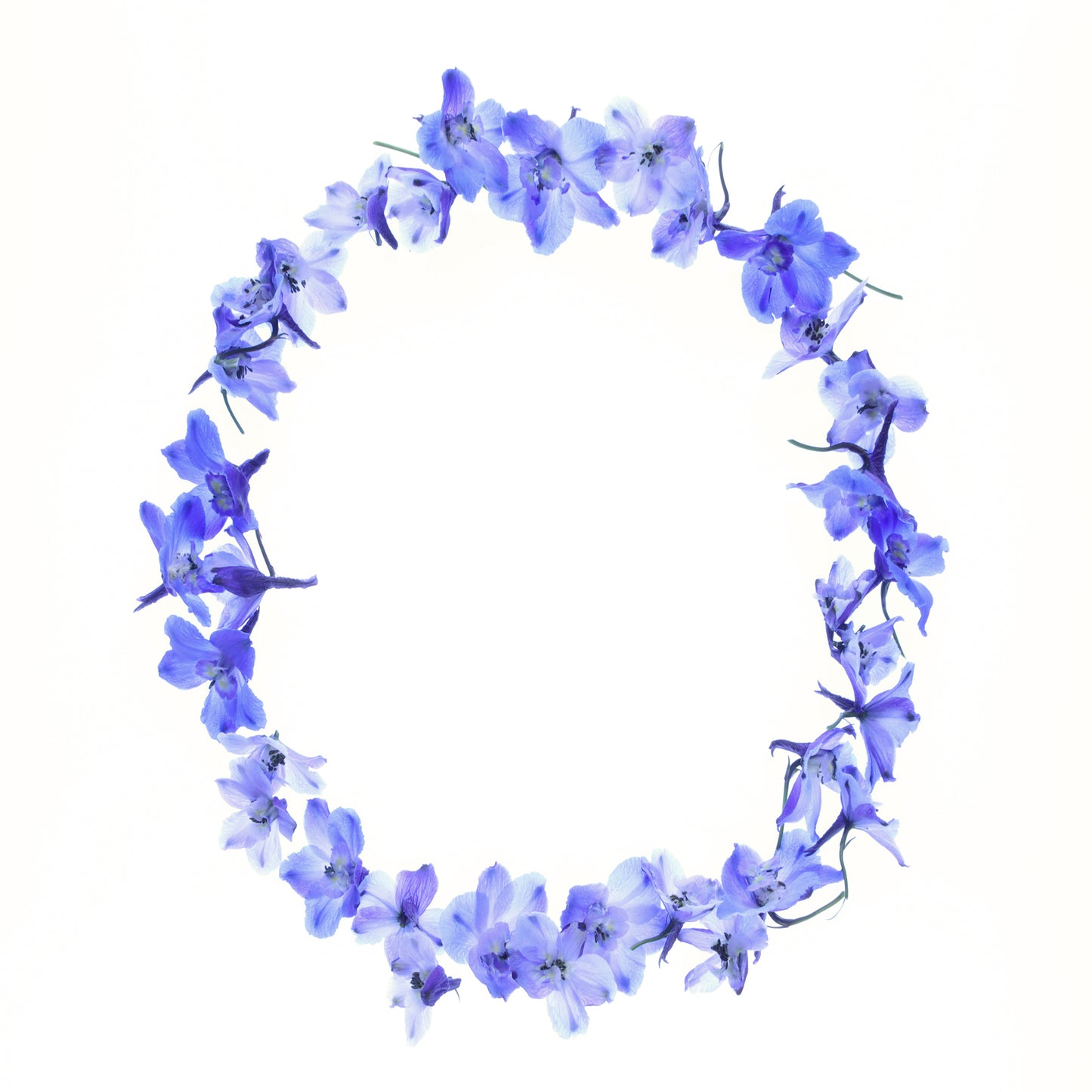 Delphinium overlay