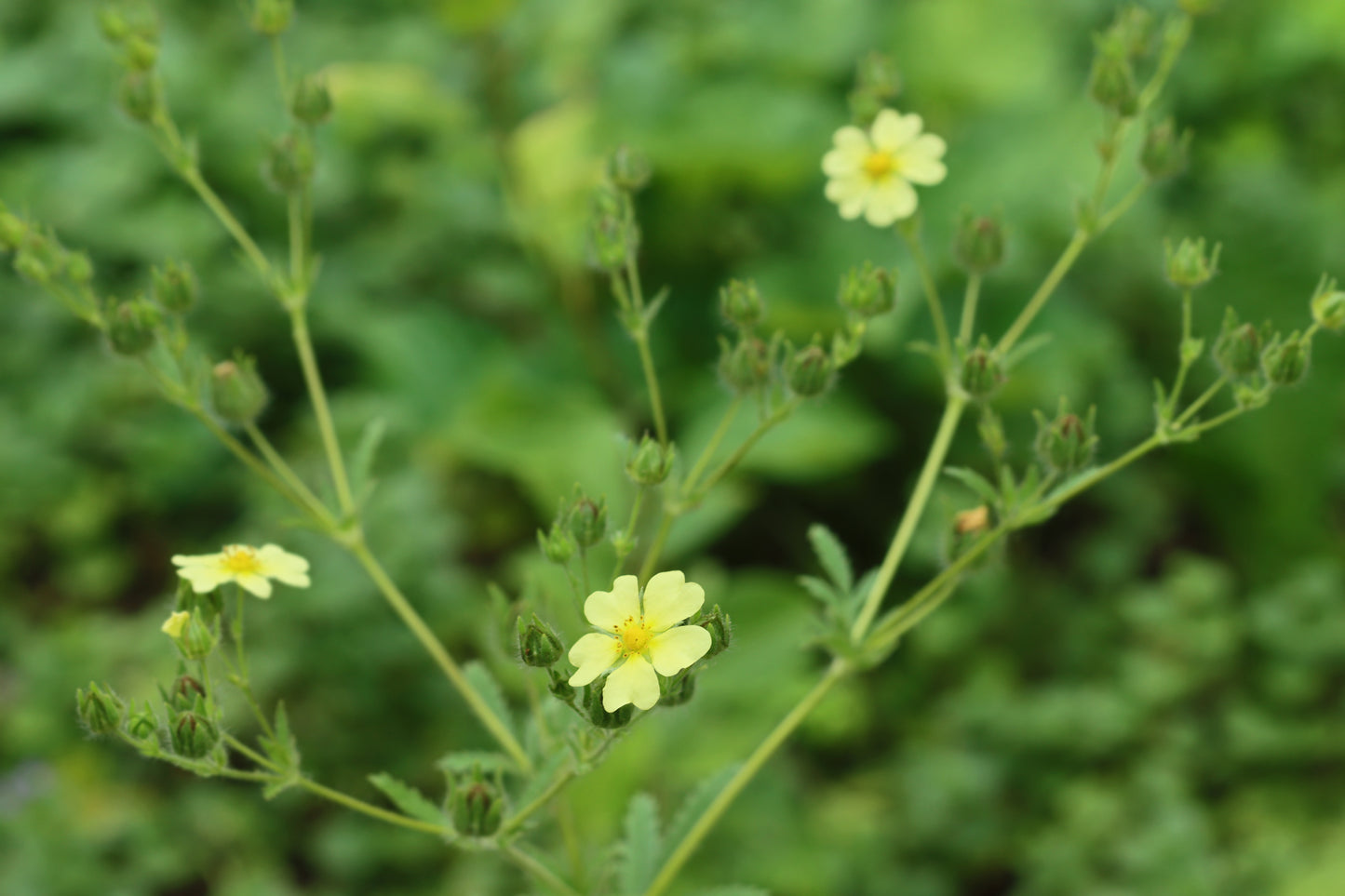 Sulfur cinquefoil