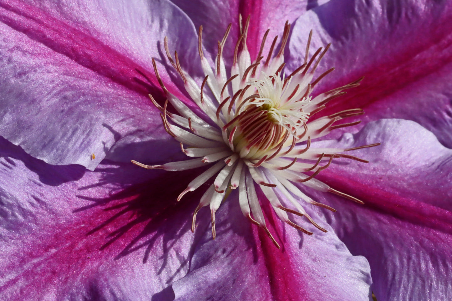 Macro Clematis