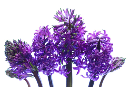 Hyacinths