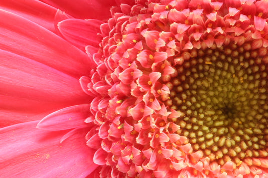 Macro gerbera