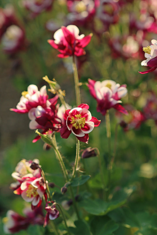 Pink columbines