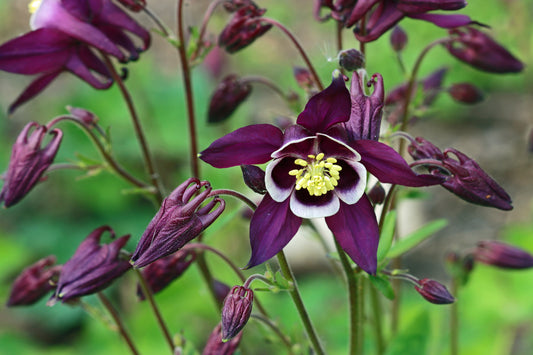 Columbine blooms