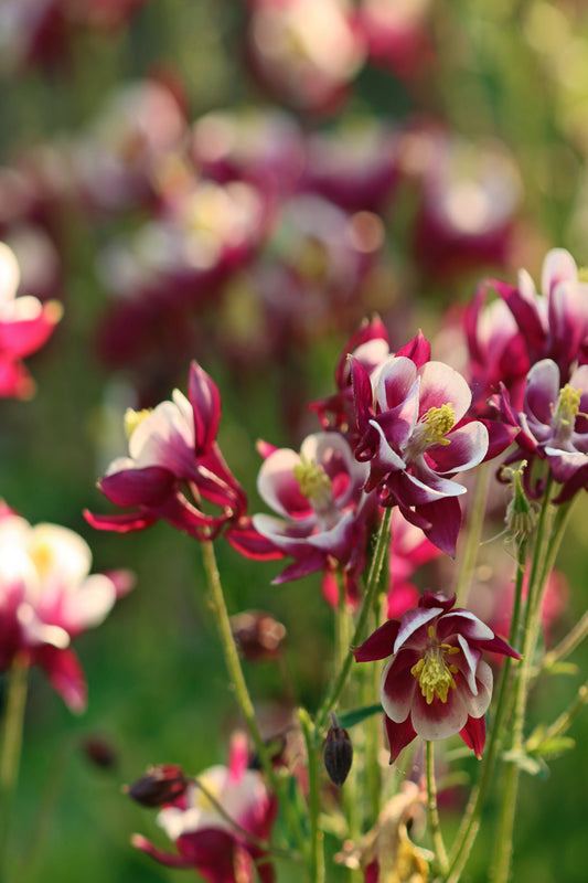 Columbine blooms