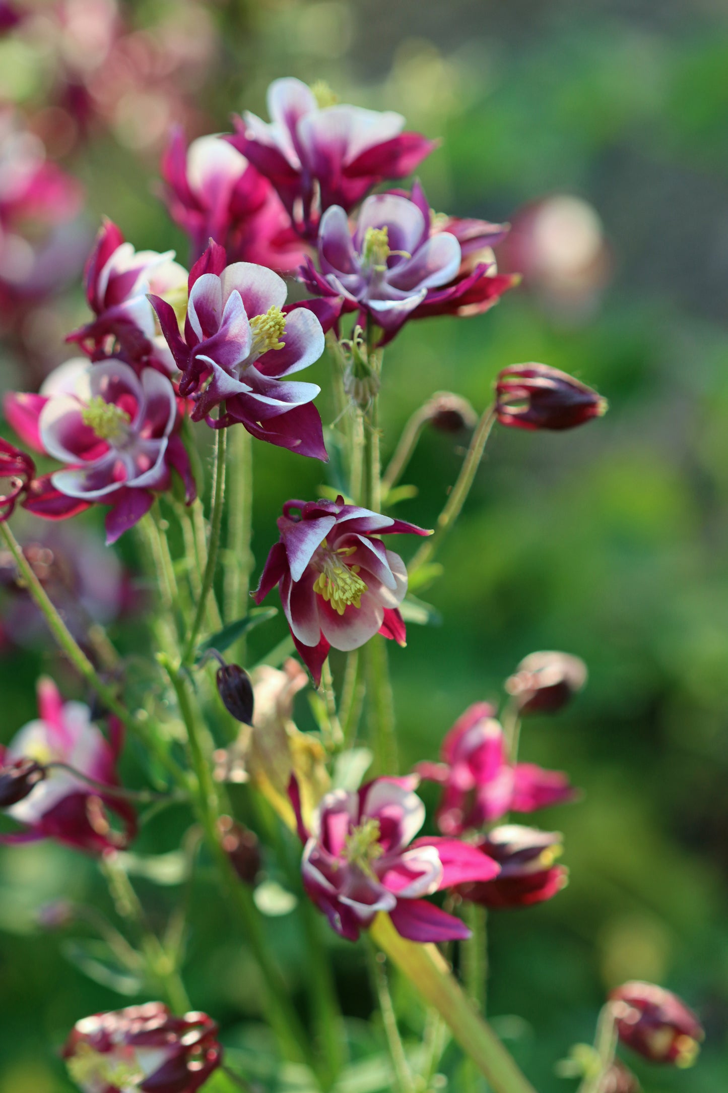 Pink columbines