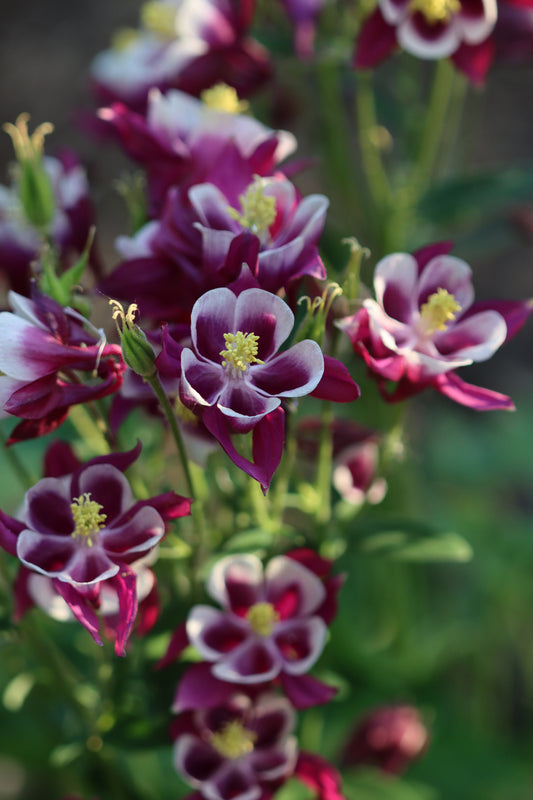 Pink columbines