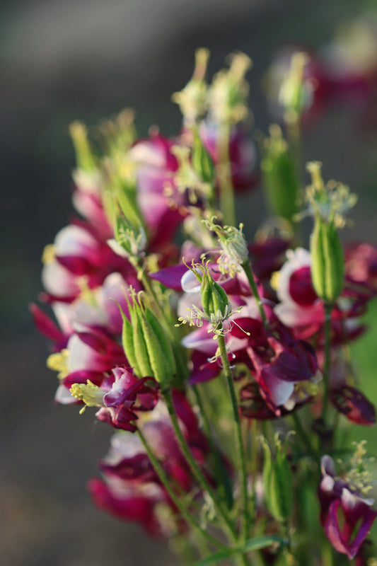 Columbine flower