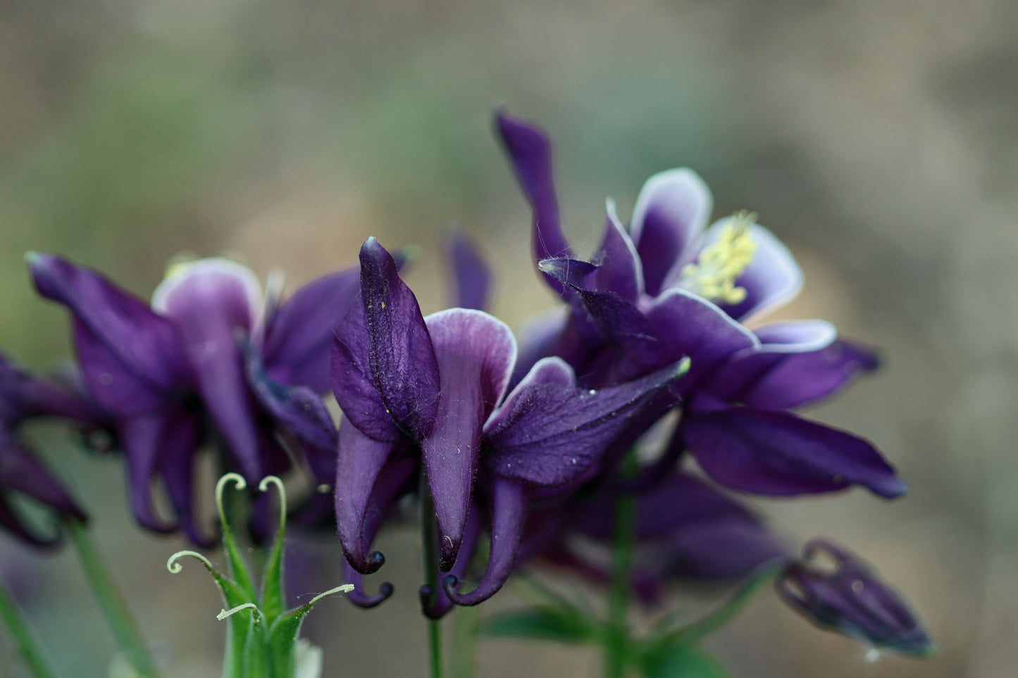 Purple columbines