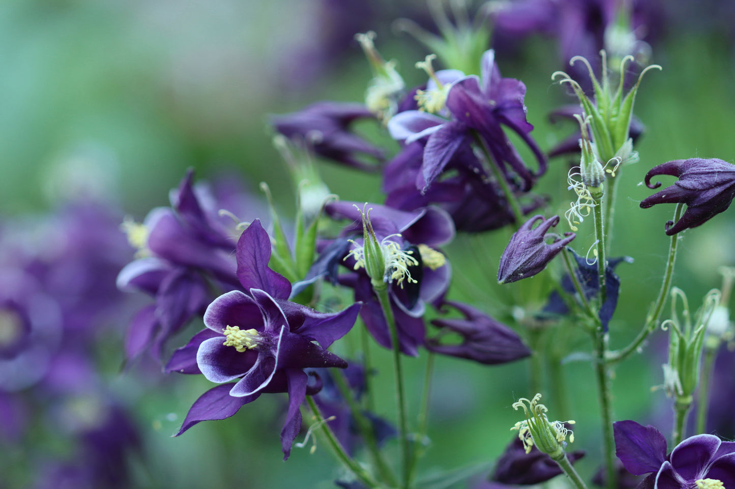 Purple columbines