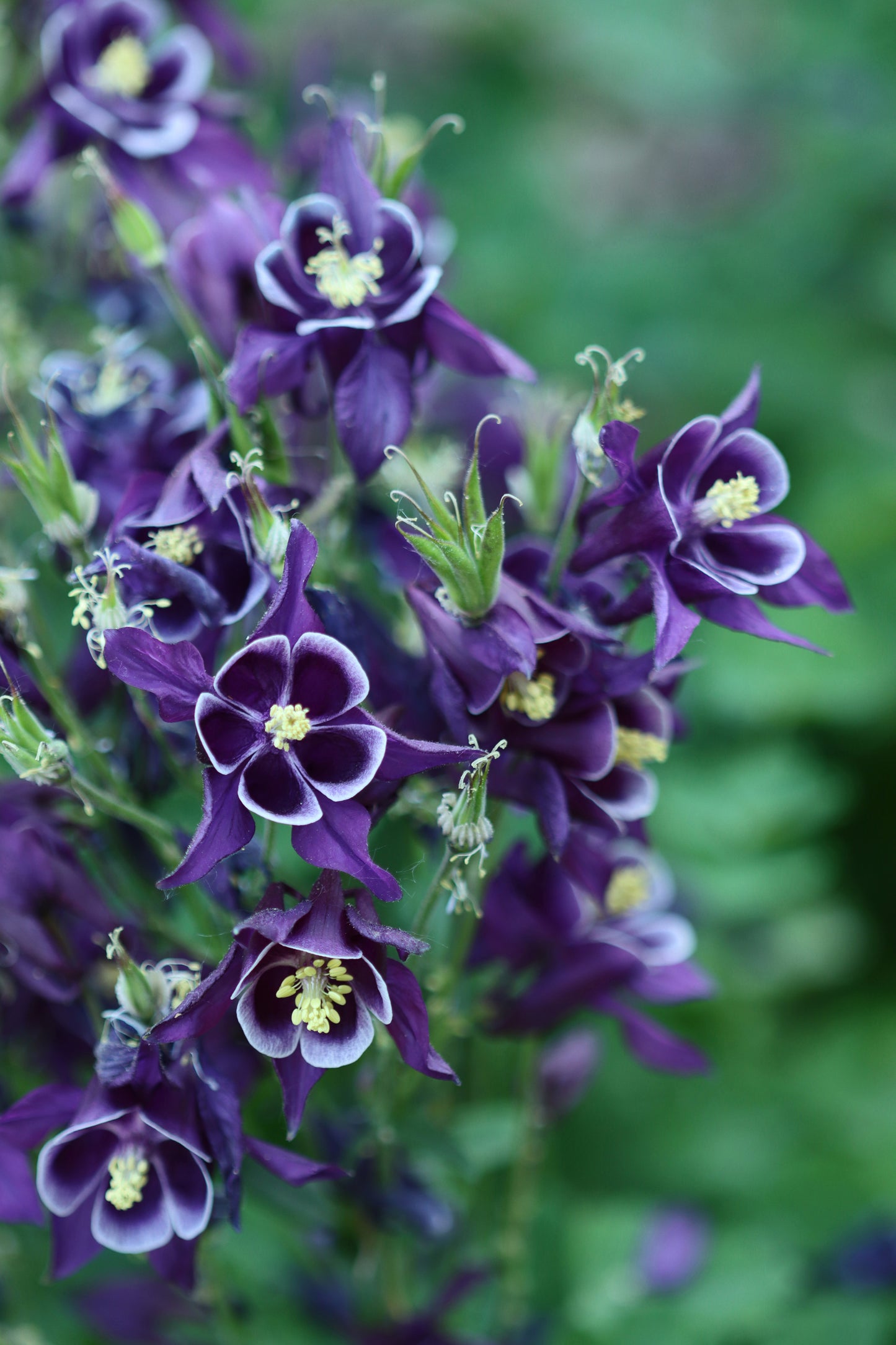 Purple columbines