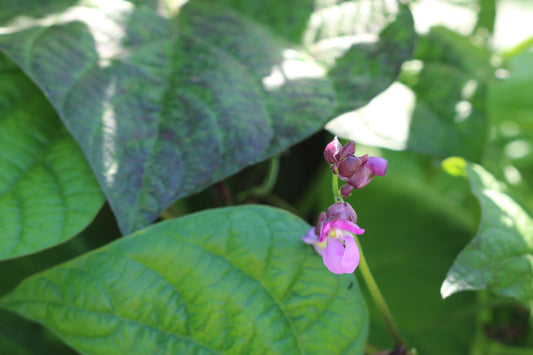 Purple queen bush bean blossom