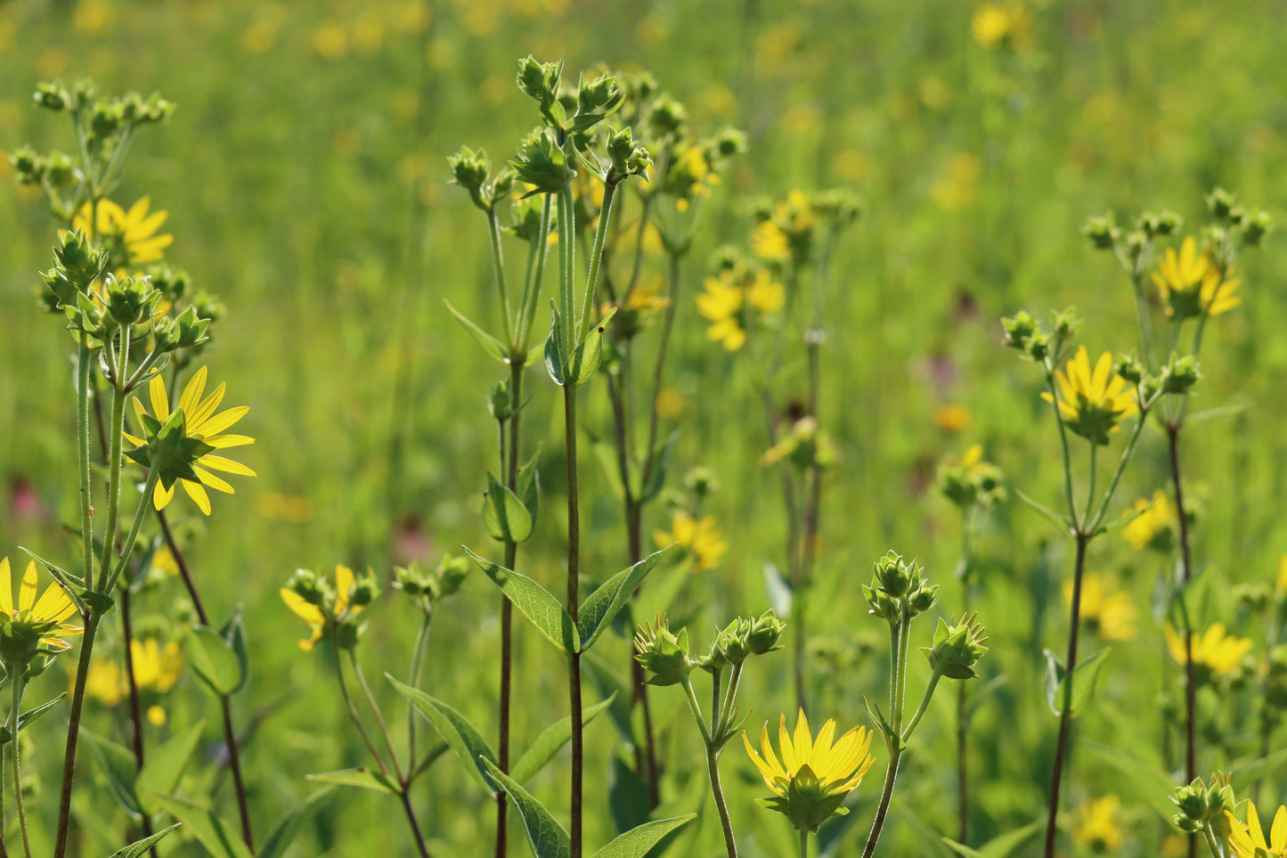 Compass Meadow