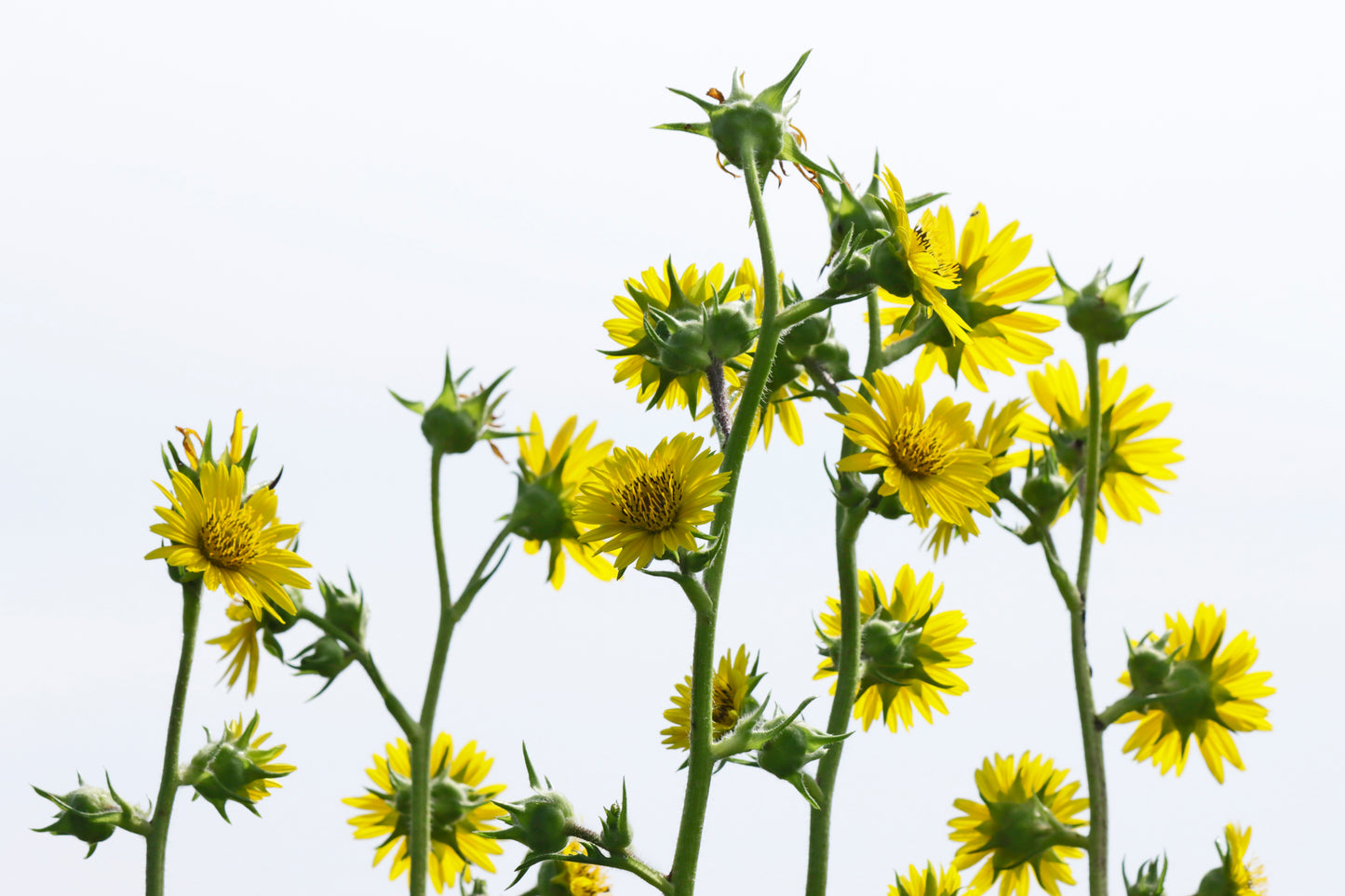 Compass plants in the sky