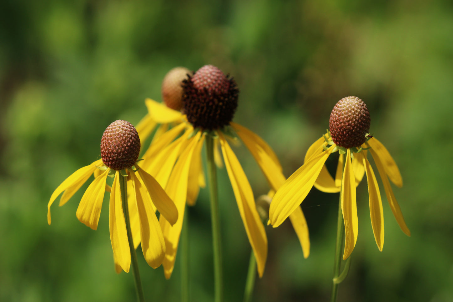 Yellow coneflowers