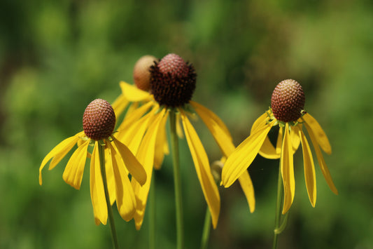 Yellow coneflowers