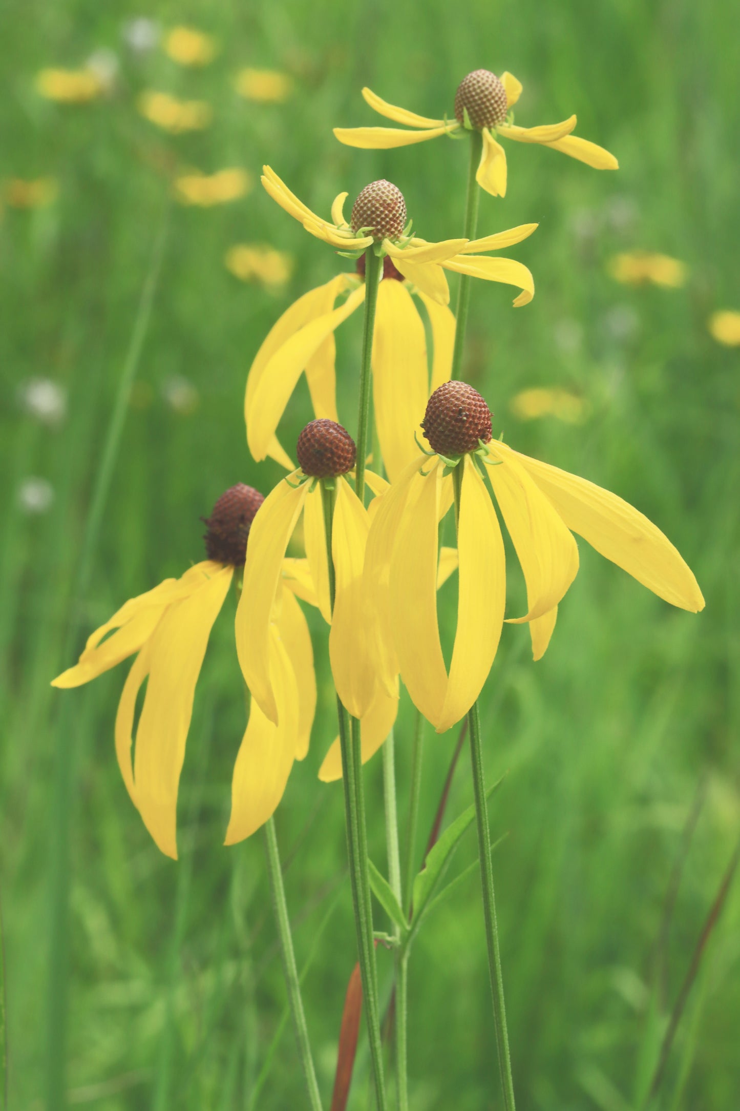 Yellow coneflower faded background