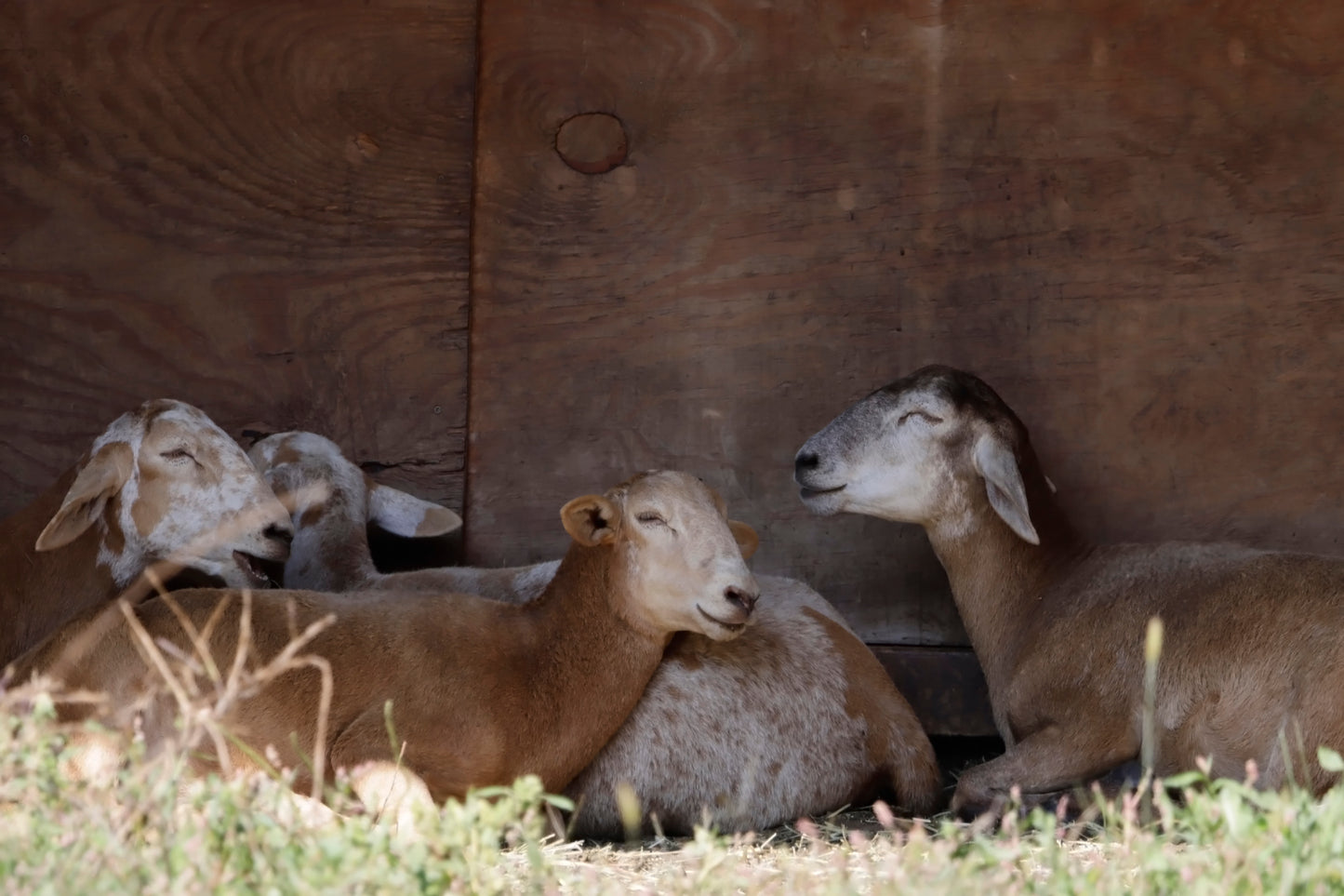 Sheep sheltering