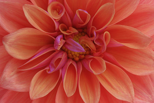 Coral dahlia