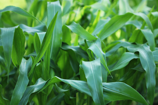 Sweet corn plants